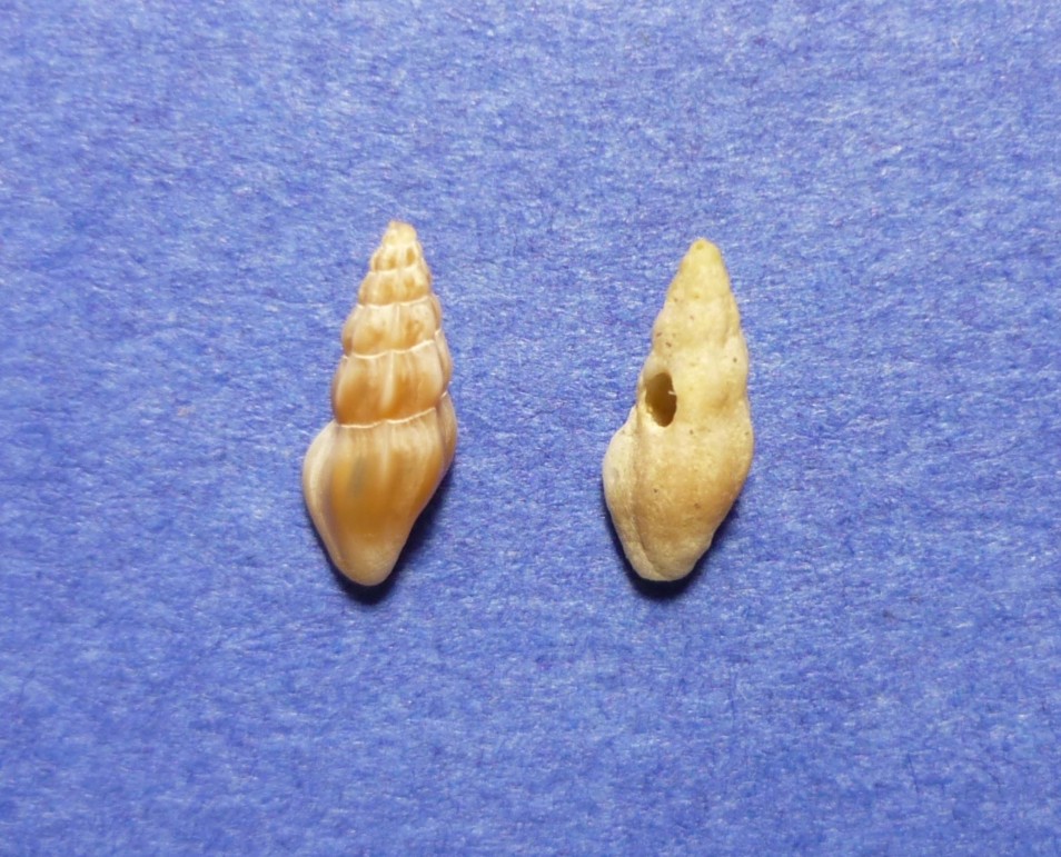 Haedopleura secalina?